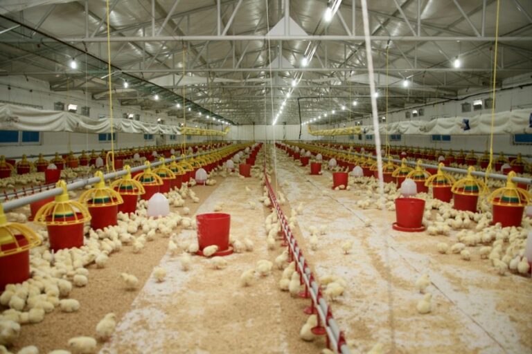Şenpiliç ekosistemi sözleşmeli çiftliklerle geçen yıl 4.200 kişiye istihdam sağladı