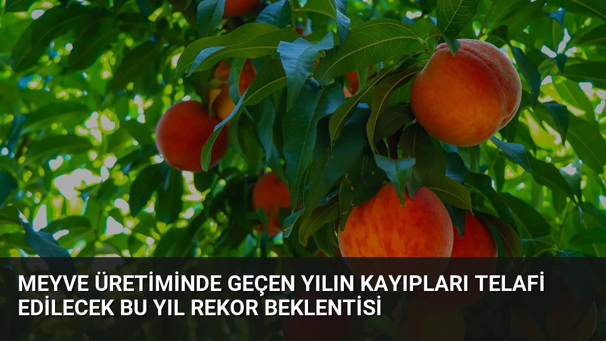 Meyve Üretiminde Geçen Yılın Kayıpları Telafi Edilecek Bu Yıl Rekor Beklentisi
